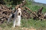 FOX TERRIER 250